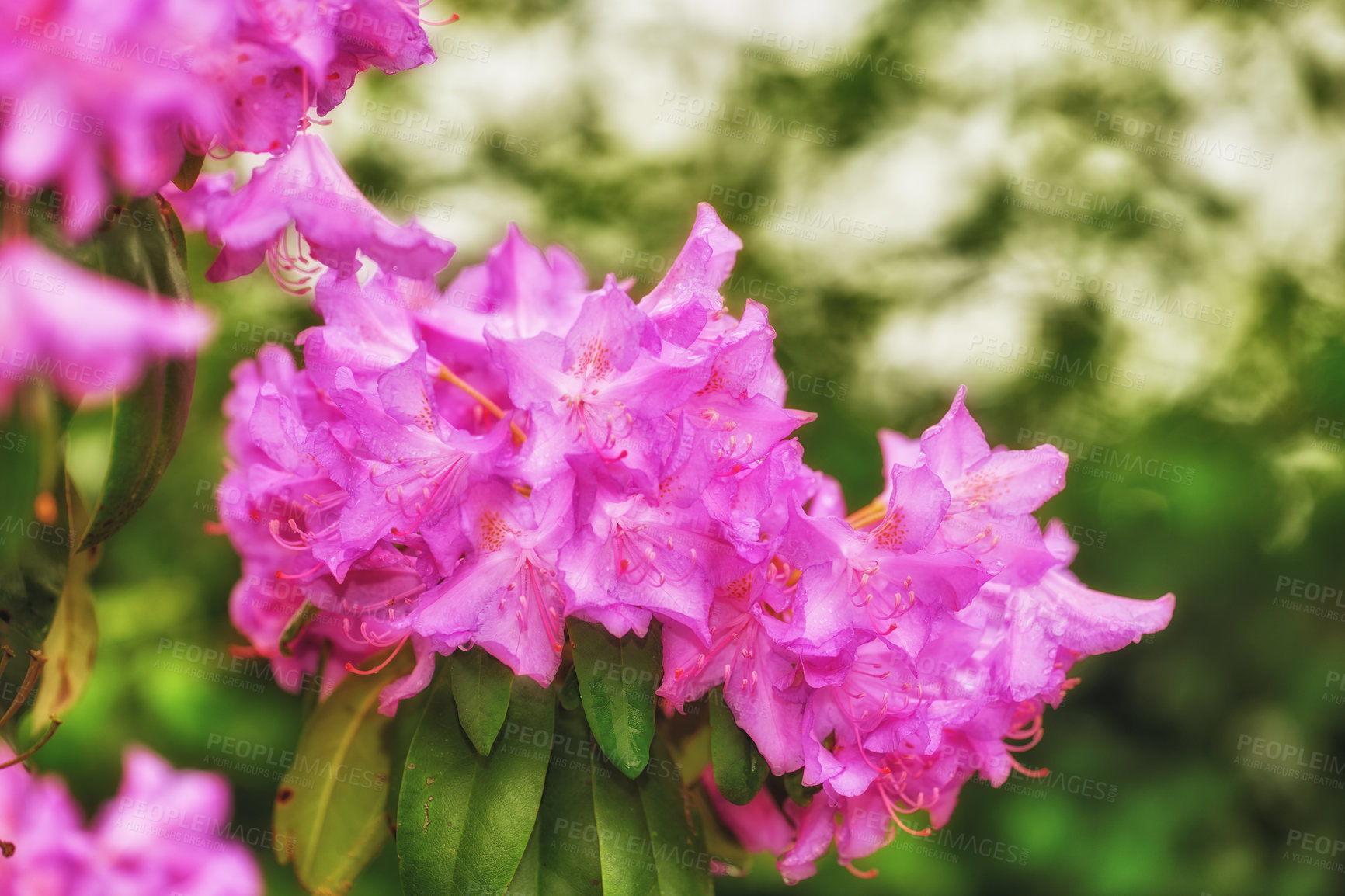 Buy stock photo A series of beautiful garden photos