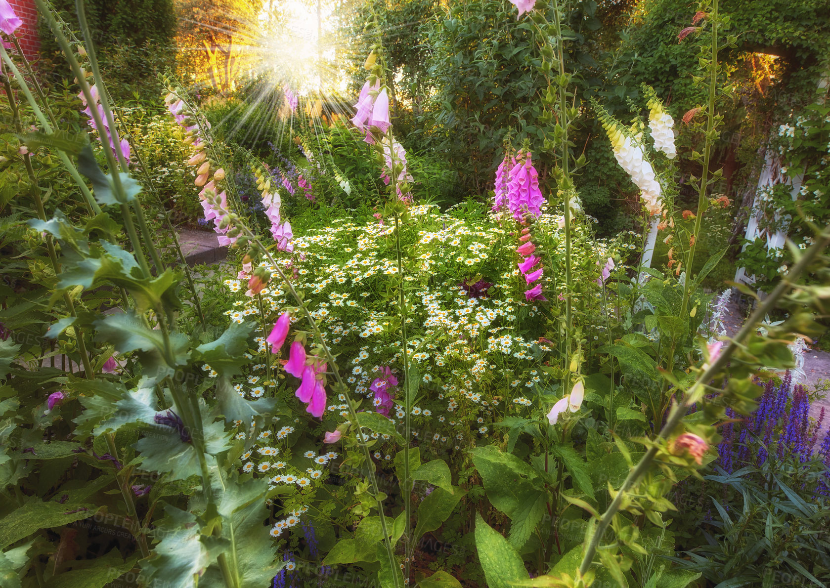 Buy stock photo Foxglove flowers bloom and blossom in a field or botanical garden outside. Wild flowering plants growing, thriving in an organic ecological forest outdoors in a landscaped garden in the wilderness 