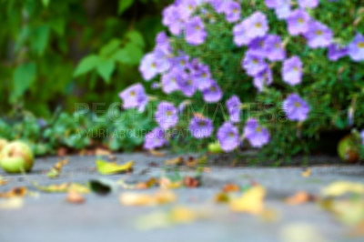 Buy stock photo Meadow geranium flowers growing in a blurred nature garden in summer. Blurry landscape view of a bush of flowering plants blooming on a flowerbed in a park or on a lawn. Low view of flora outside