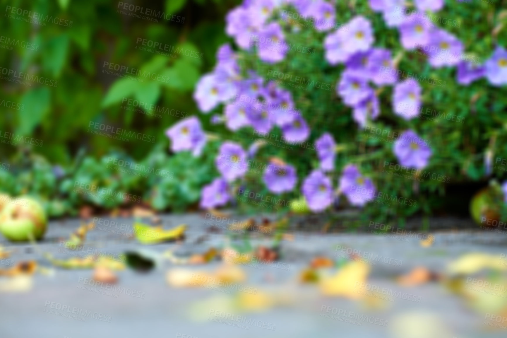 Buy stock photo Meadow geranium flowers growing in a blurred nature garden in summer. Blurry landscape view of a bush of flowering plants blooming on a flowerbed in a park or on a lawn. Low view of flora outside