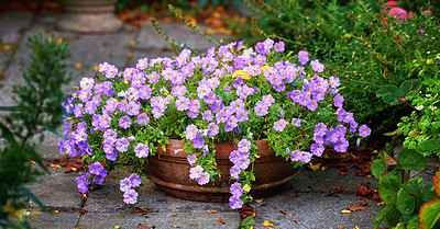 Buy stock photo A series of beautiful garden photos