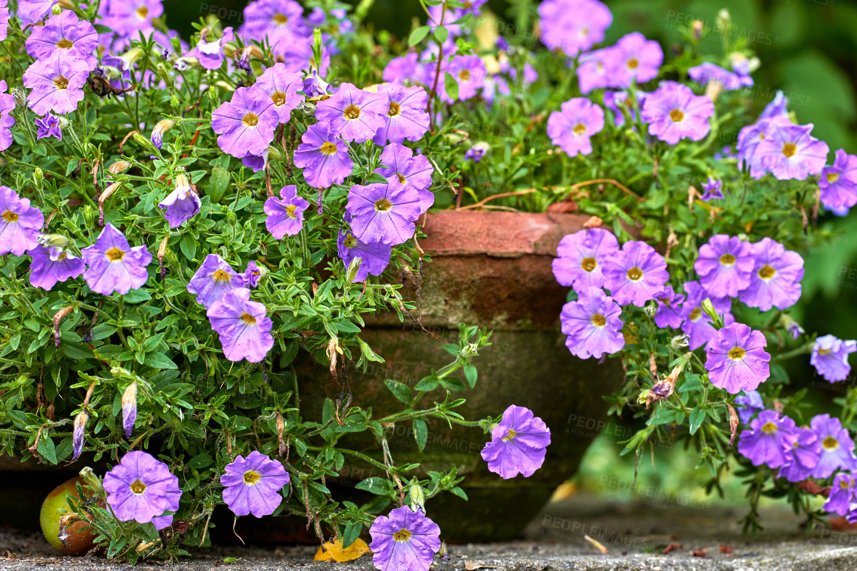 Buy stock photo A series of beautiful garden photos