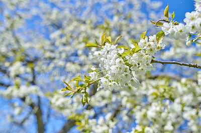 Buy stock photo White Cherry blossom flowers blooming on a tree with a blue sky background. Beautiful and vibrant white plants growing on a branch outdoors on a spring day. Botanical foliage blossoming in a park