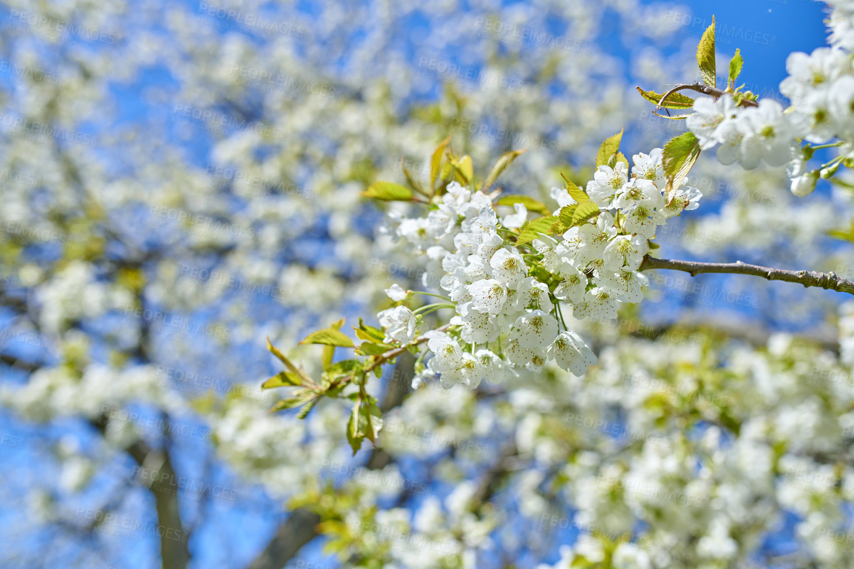 Buy stock photo White Cherry blossom flowers blooming on a tree with a blue sky background. Beautiful and vibrant white plants growing on a branch outdoors on a spring day. Botanical foliage blossoming in a park