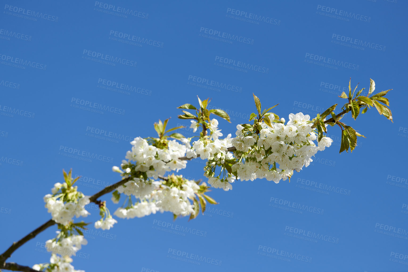 Buy stock photo Closeup view of sweet cherry blossoms on a branch against a blue sky and copy space from below. Small white flowers growing outside on a clear day. Details of floral patterns and textures in nature