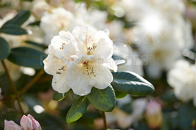 Buy stock photo Great white rhododendron decorum or fauriei flowers growing in a garden. Closeup of ericaceae species of plants with pure and soft petals blossoming and blooming in nature on a sunny day in spring
