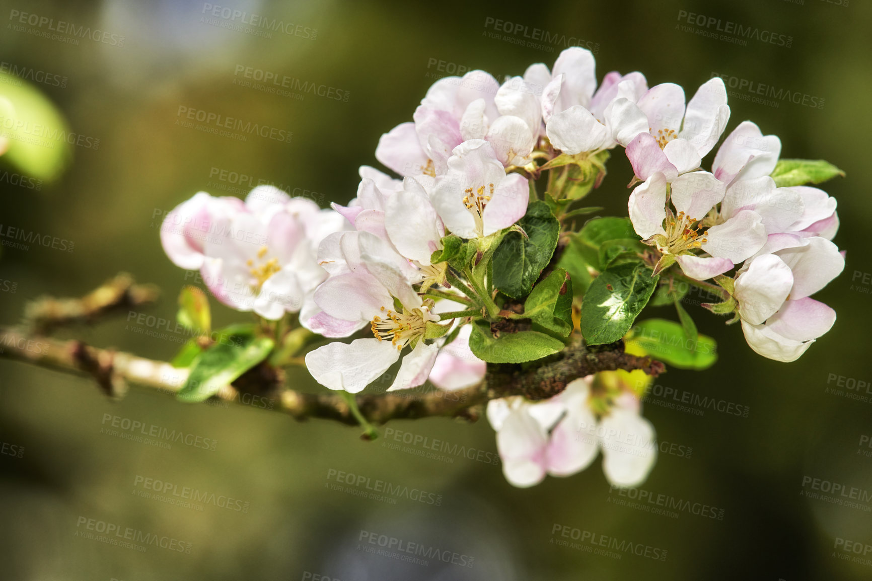 Buy stock photo Closeup of paradise apple flowers growing on green tree stem or branch on sustainable orchard countryside farm with bokeh background. Farming fresh and healthy for organic agriculture 