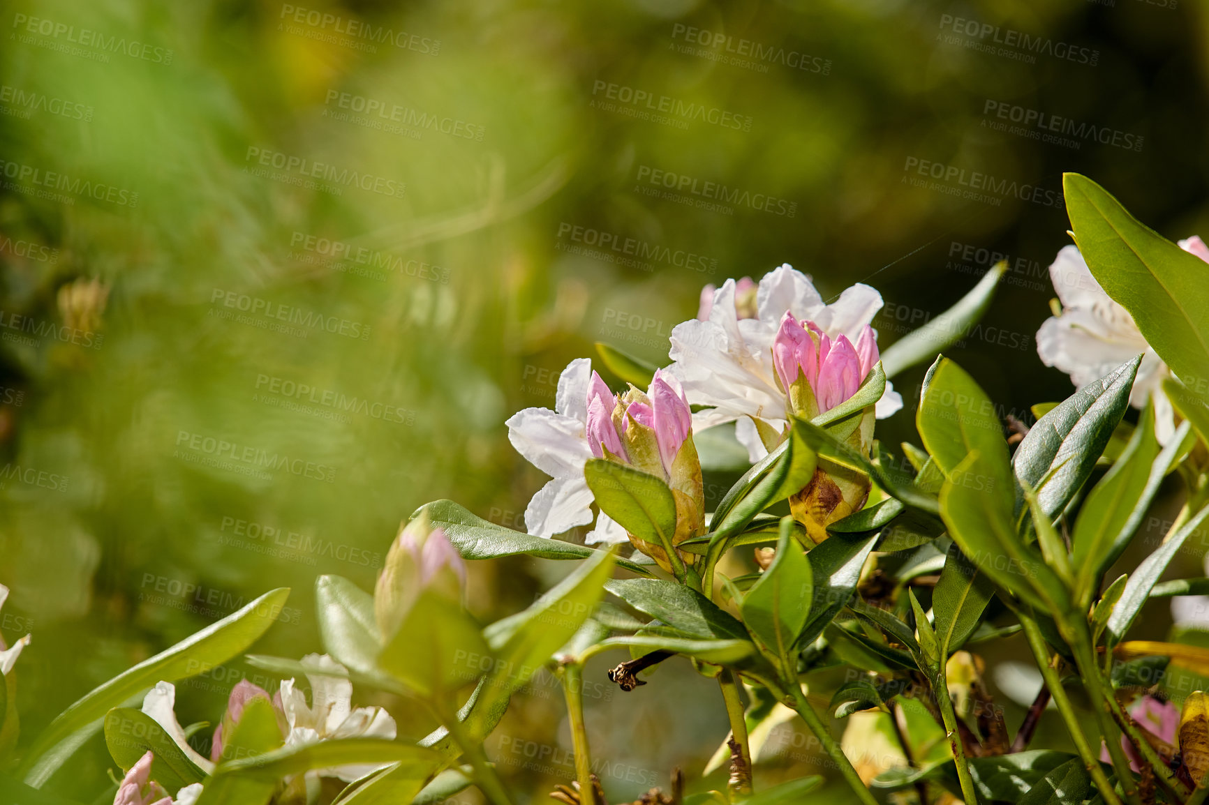 Buy stock photo Rhododendron is a genus of 1,024 species of woody plants in the heath family, either evergreen or deciduous, and found mainly in Asia, although it is also widespread throughout the Southern Highlands of the Appalachian Mountains of North America.