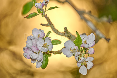 Buy stock photo Closeup of a beautiful Paradise apple flowers against a soft glowing golden background. Zoom in on nature blooming on a tree branch in a garden. Macro details of beauty in soothing nature 