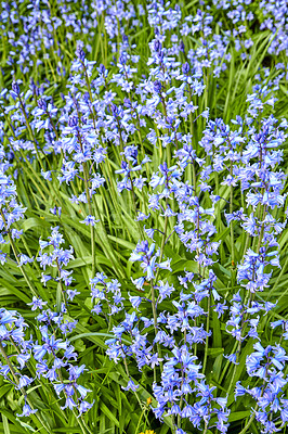 Buy stock photo Spanish bluebell flowers, a species of Hyacinthoides, blooming and blossoming in a field or botanical garden outside. Wild flowering plants thriving outdoors in a landscaped garden from above