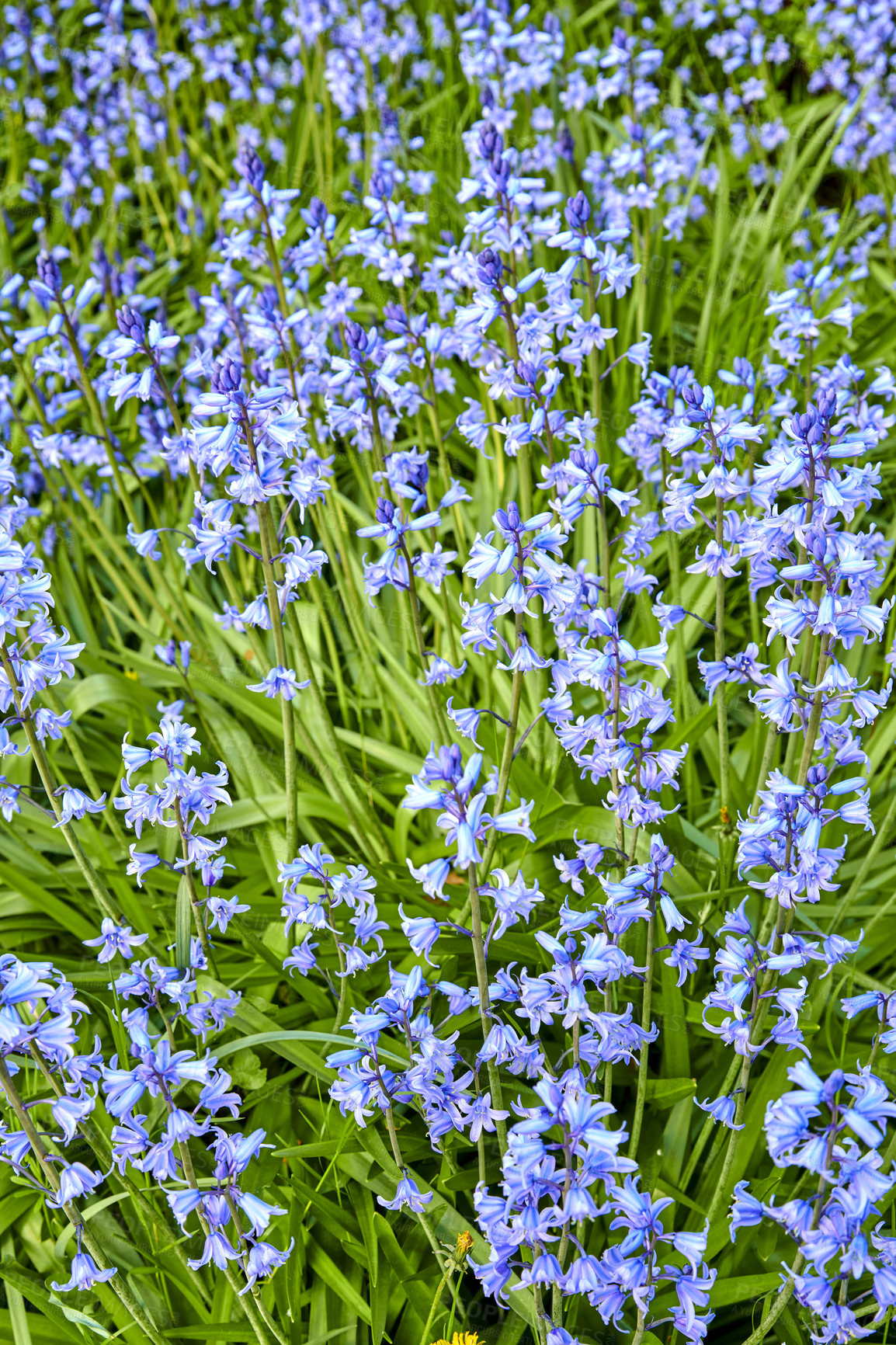 Buy stock photo Spanish bluebell flowers, a species of Hyacinthoides, blooming and blossoming in a field or botanical garden outside. Wild flowering plants thriving outdoors in a landscaped garden from above