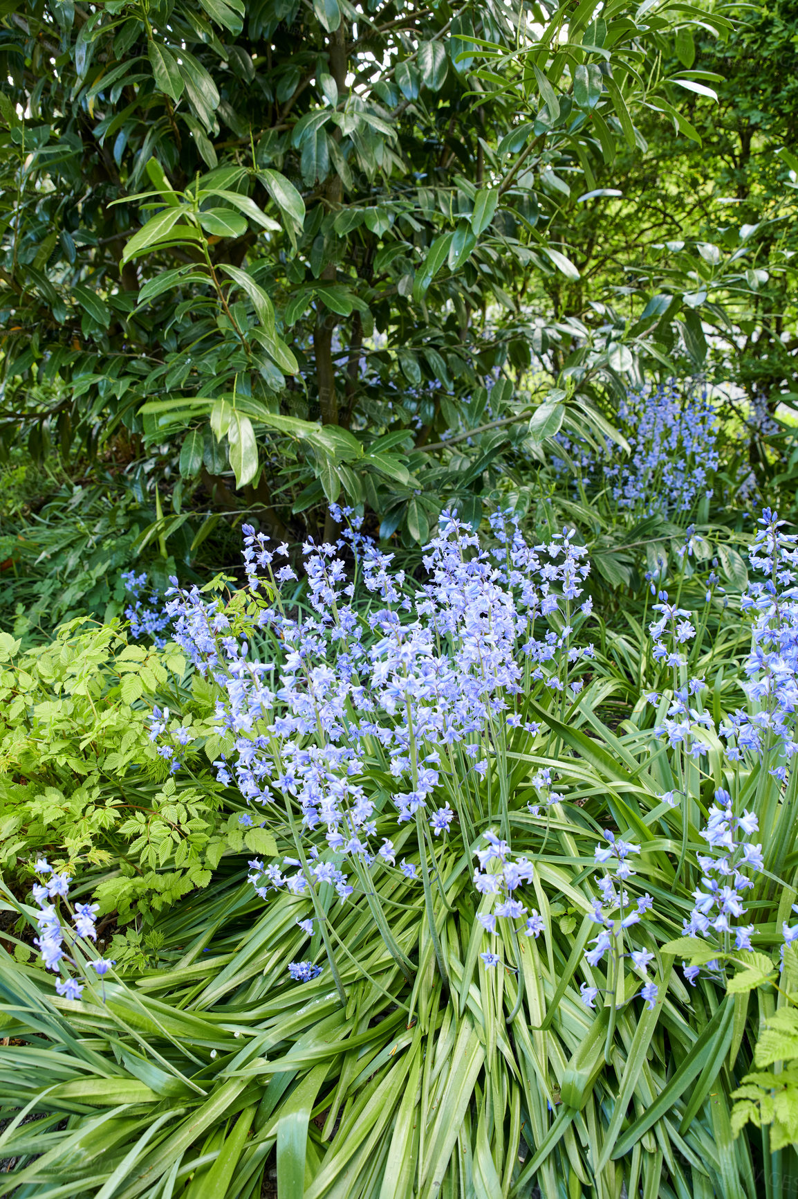 Buy stock photo Closeup detail of Bluebell scilla siberica blooming outdoors in a garden in spring. Bright blue and white flowers blossom in a lush green bush outside in a park. Vibrant plants growing in a yard