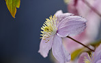 Beautiful flowers in my garden