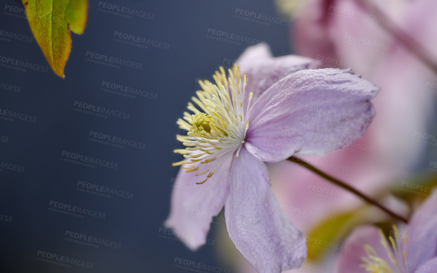 Buy stock photo A series of beautiful garden photos