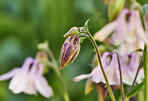 Beautiful flowers in my garden