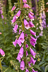 The foxgloves in the garden