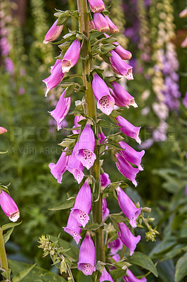 Buy stock photo Colorful common Foxglove flowers growing in green park. Beautiful tubular pink or purple flowering plant with pretty patterns on petals for outdoor gardening or backyard decoration in spring season