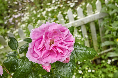 Buy stock photo A photo of a beautiful rose in the garden