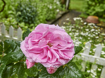 Buy stock photo A photo of a beautiful rose