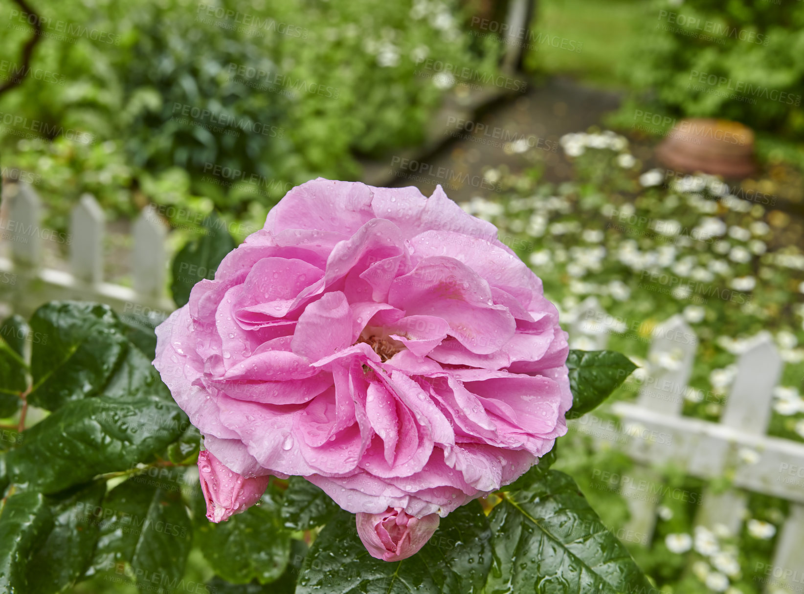 Buy stock photo A photo of a beautiful rose