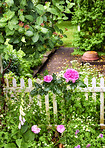The garden rose