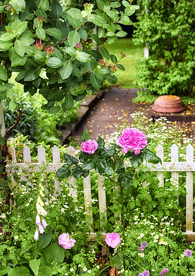 Buy stock photo A photo of a beautiful rose