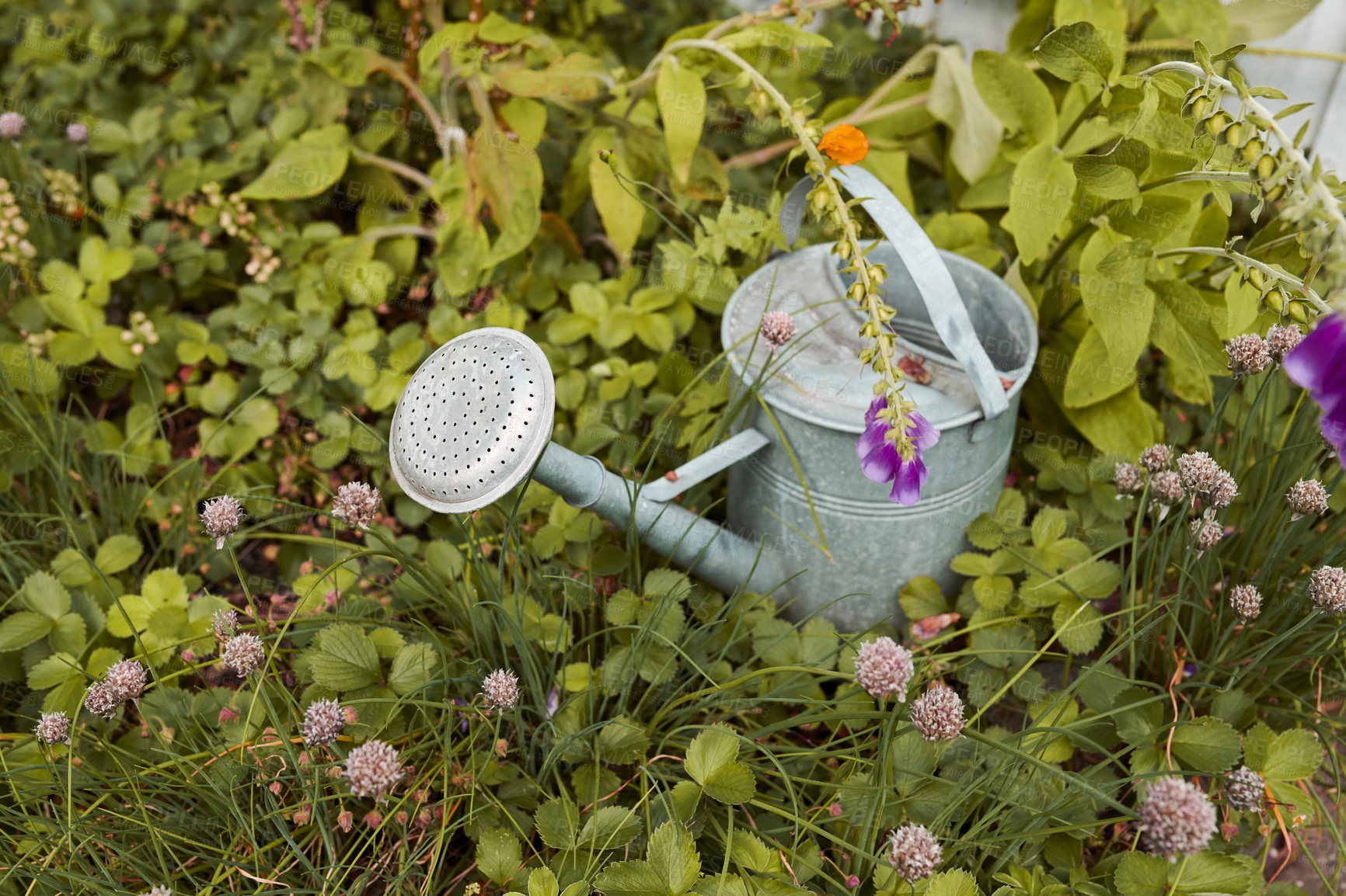 Buy stock photo Watering can, plants and leaves in garden outdoor for sustainability, bloom and natural environment. Eco friendly, botany and hydration for horticulture, ecology and floral growth with green foliage