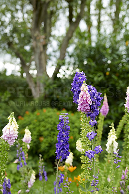 Buy stock photo A series of beautiful garden photos