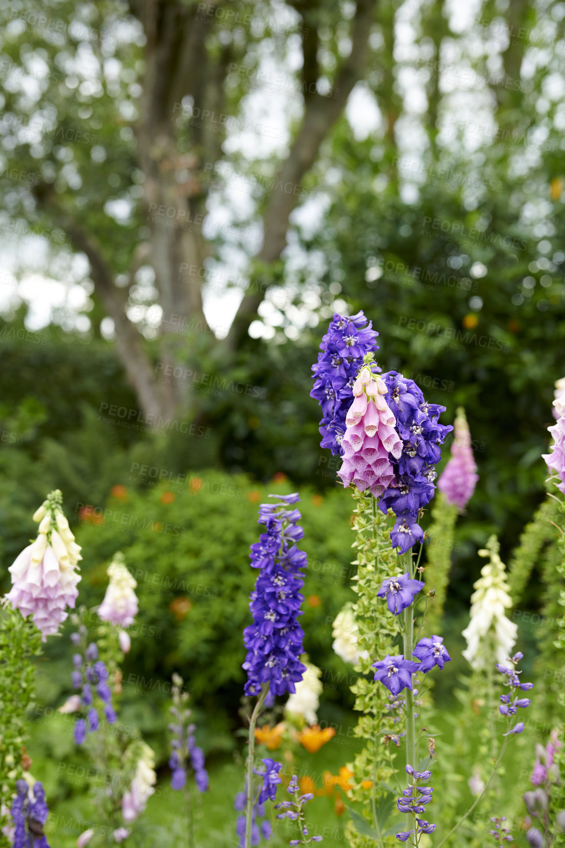 Buy stock photo A series of beautiful garden photos