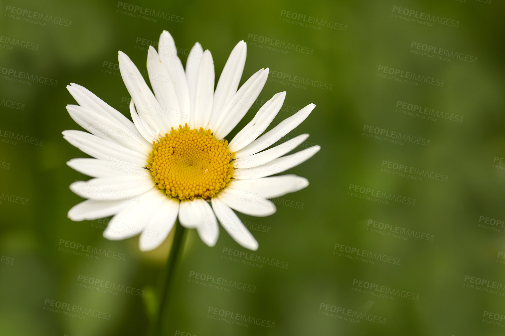 Buy stock photo A pure white daisy flower growing in a botanical garden or grassy fields in Spring. A beautiful isolated, natural closeup of a blooming marguerite plant with green blurred background.