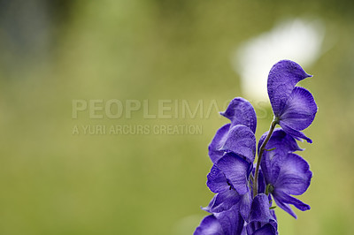 Buy stock photo A series of beautiful garden photos