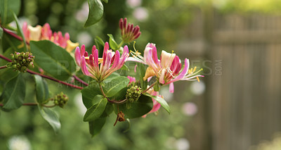 Buy stock photo A series of beautiful garden photos