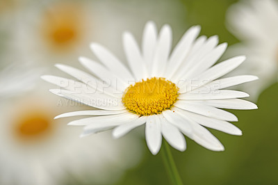 Buy stock photo One white daisy Marguerite flower growing in a garden. Closeup details of pretty bright flower petal textures outdoor. Gardening perennial plant for yard decoration or green park landscaping