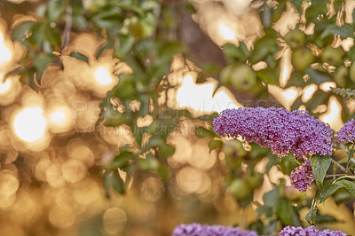 Buy stock photo A series of beautiful garden photos