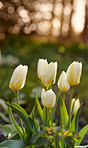 White tulips in my garden