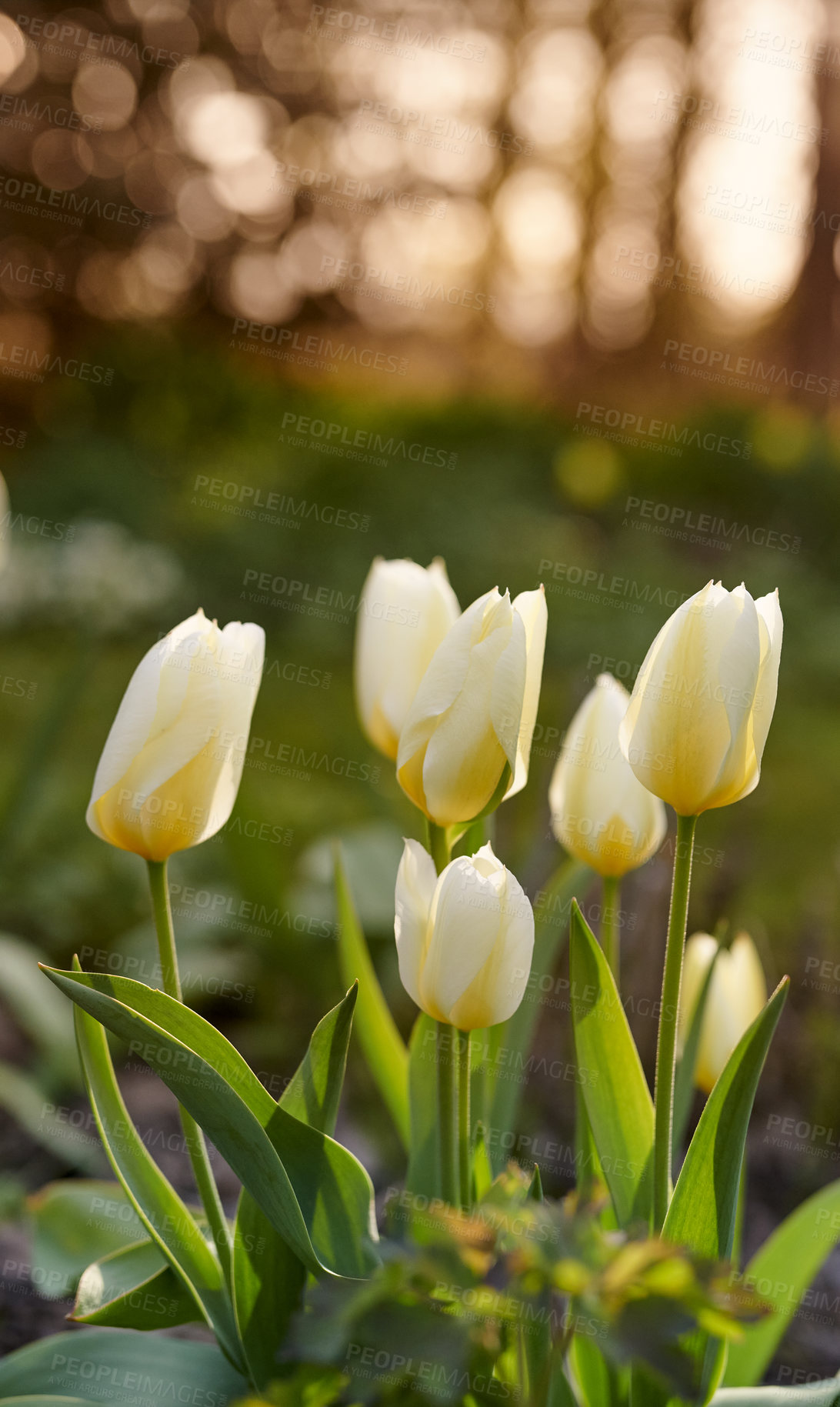 Buy stock photo Beautiful white tulips in my garden in early springtime