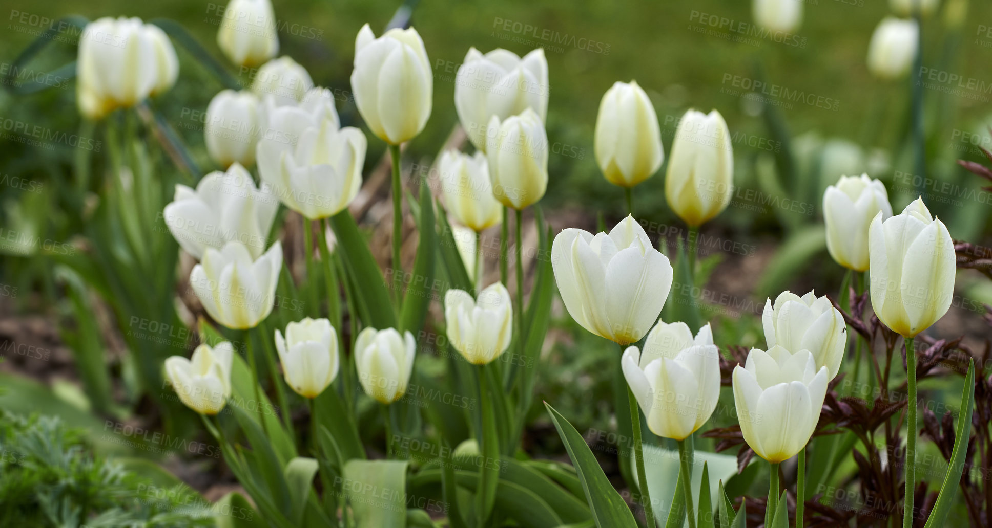 Buy stock photo Beautiful white tulips in my garden in early springtime