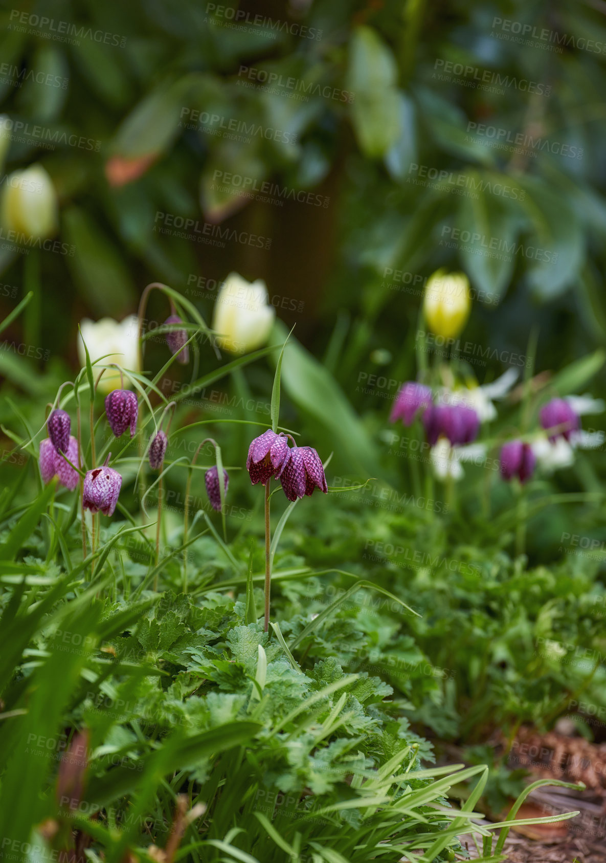 Buy stock photo A series of beautiful garden photos