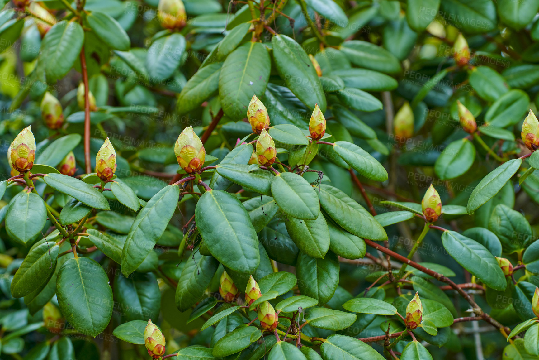 Buy stock photo Rhododendron is a genus of 1,024 species of woody plants in the heath family, either evergreen or deciduous, and found mainly in Asia, although it is also widespread throughout the Southern Highlands of the Appalachian Mountains of North America.