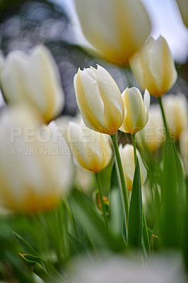 Buy stock photo Beautiful white tulips in my garden in early springtime