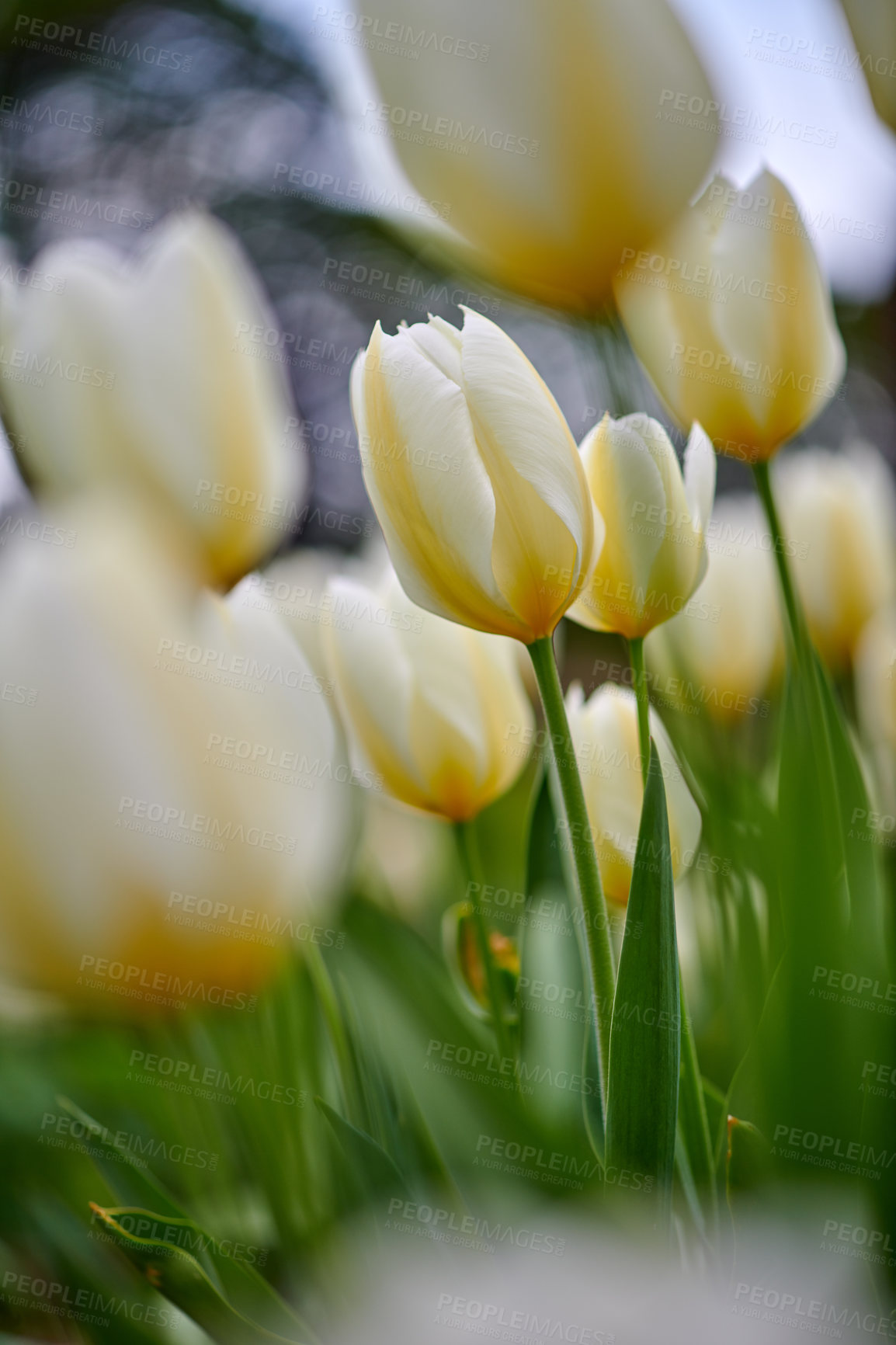 Buy stock photo Beautiful white tulips in my garden in early springtime