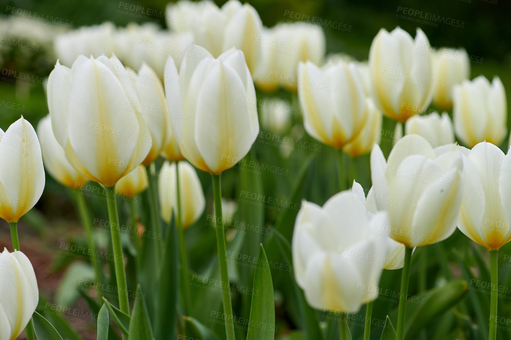 Buy stock photo Beautiful white tulips in my garden in early springtime