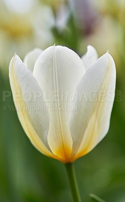 Buy stock photo Closeup of white yellow tulips on green background with copy space. Petal details of a beautiful tulip flower with green stem. A flowering plant growing in a garden for its beauty and fragrance scent