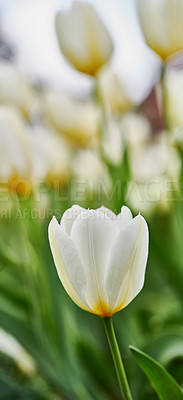 Buy stock photo A photo of beautiful tulips in the garden in early springtime