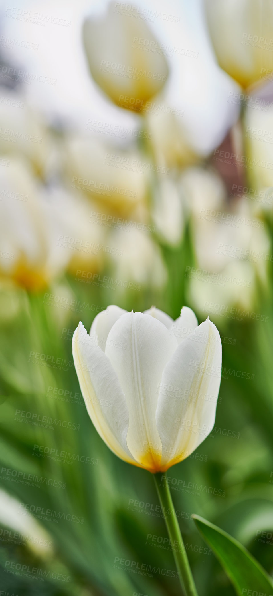 Buy stock photo A photo of beautiful tulips in the garden in early springtime