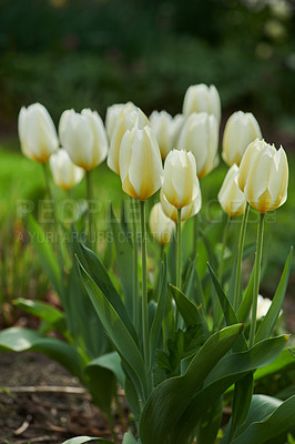 Buy stock photo Beautiful white tulips in my garden in early springtime