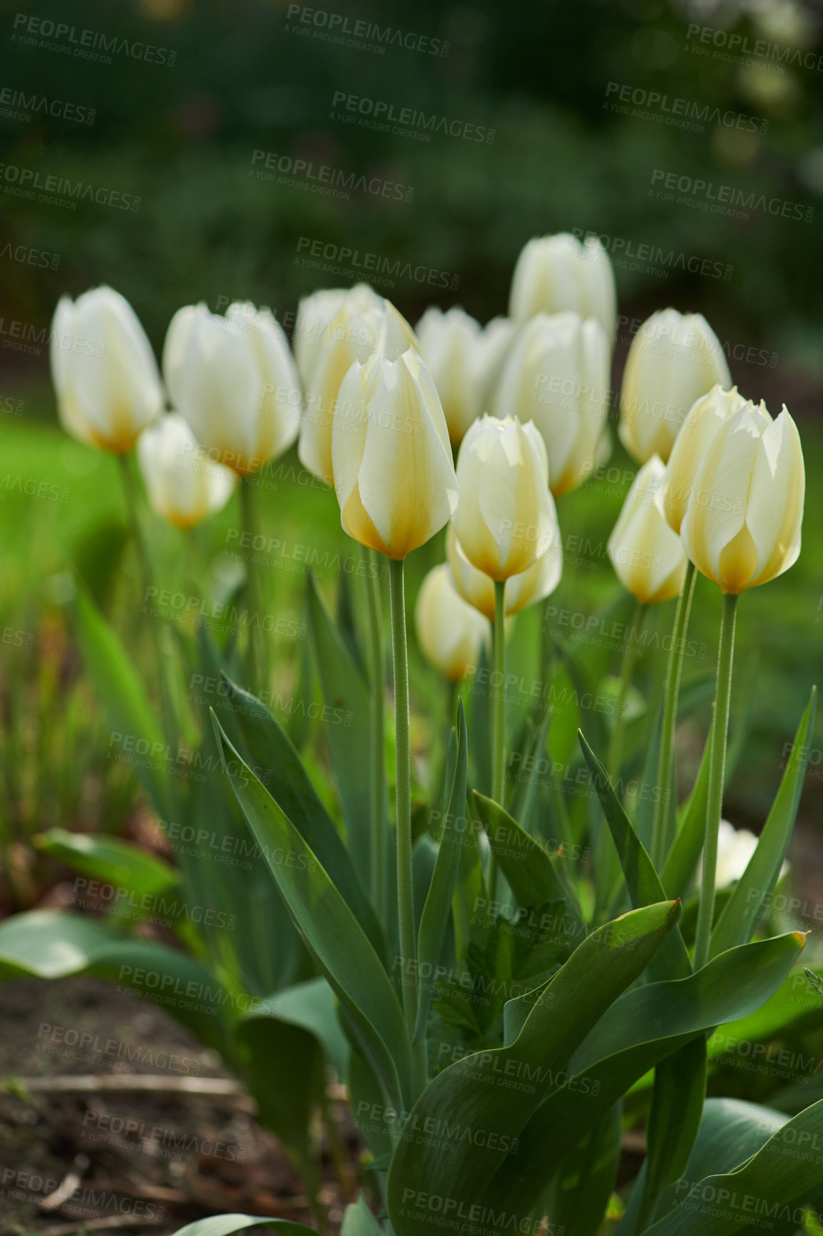 Buy stock photo Beautiful white tulips in my garden in early springtime