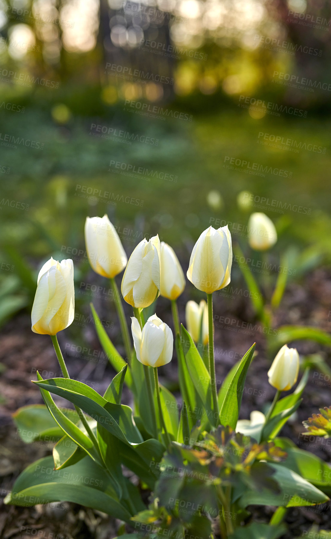 Buy stock photo Beautiful white tulips in my garden in early springtime