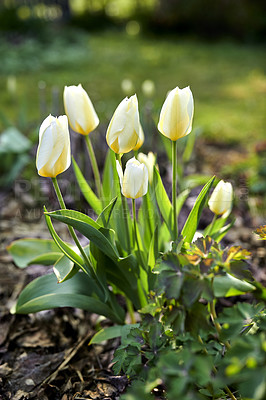 Buy stock photo Beautiful white tulip flowers growing outside in a garden with blurred green background for copy space. Closeup of delicate blooms on a bulb plant in a nature park or cultivated backyard in summer.