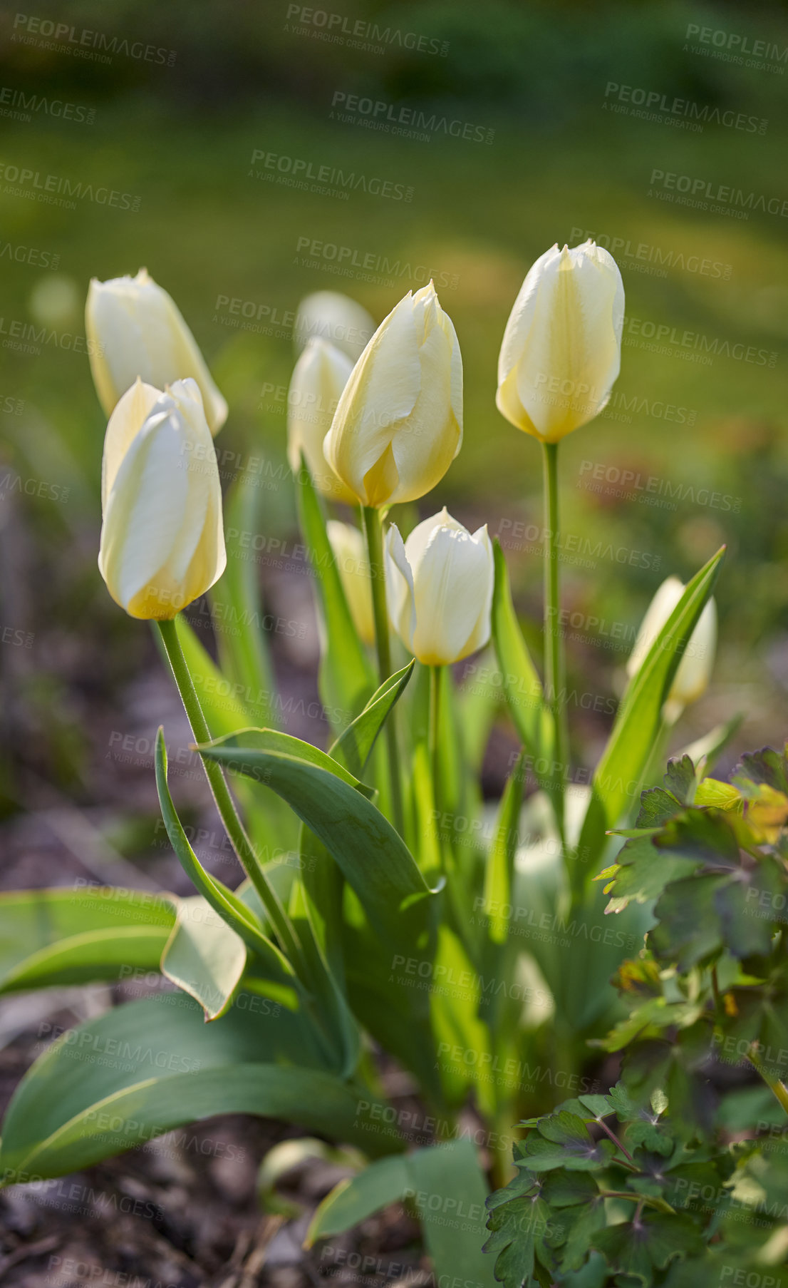 Buy stock photo White tulip flowers growing, blossoming and flowering in lush green home garden, symbolising love, hope and growth. Bunch of decorative plants blooming in a landscaped backyard during spring outside